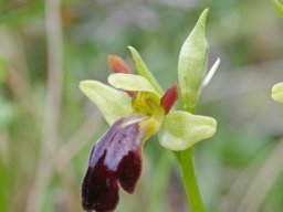 Ophrys_fusca_A-dos-Eiros